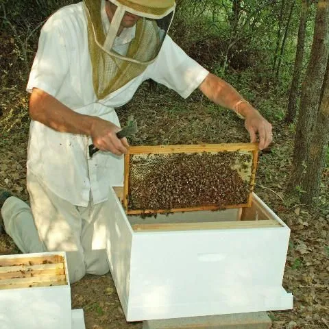 thumbnail for publication: Using Nucs in Beekeeping Operations